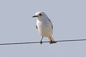 White Monjita, Lagoa do Peixe, Rio Grande do Sul, Brazil, October 2022 - click for larger image