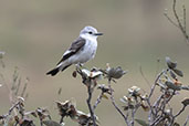 White-rumped Monjita, Serra de Cipo, Minas Gerias, Brazil, October 2022 - click for larger image