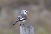 White-rumped Monjita, Serra de Cipo, Minas Gerias, Brazil, October 2022 - click for larger image
