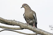 White-winged Dove, Antigua, Guatemala, March 2015 - click for larger image